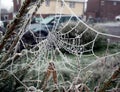 Close Up of a Frozen Frosty Spiders Cobweb on a Misty Dew Morning Royalty Free Stock Photo