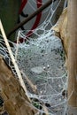 Close Up of a Frozen Frosty Spiders Cobweb on a Misty Dew Morning Royalty Free Stock Photo