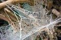 Close Up of a Frozen Frosty Spiders Cobweb on a Misty Dew Morning Royalty Free Stock Photo