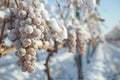 Frozen grapes on vines in snowy vineyard during winter Royalty Free Stock Photo