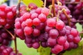 close-up of frozen grapes on the vine