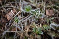 Close-up of frozen grass. Spring and weather conditions. Garden work Royalty Free Stock Photo