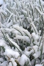 close-up of frozen grasses caught under snow