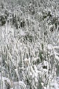 Close-up of frozen grasses caught under snow