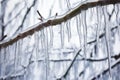 close-up of frozen icicles hanging from a tree