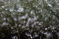 Close-up of frozen icy water surface with bubbles and frost in a pond Royalty Free Stock Photo
