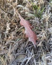 Close-up frozen maple leaves on snowy grass ground Royalty Free Stock Photo