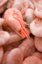 Close up of frozen pink shrimps