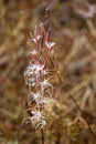 Close-up of a frozen plants in Kuujjuaq,