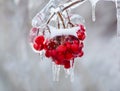 Close Up of Frozen Red Berries on a Tree