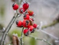 Close up with a frozen rose hip. Rose haw covered with rime ice