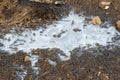 A close up of a frozen small puddle including some small stones, dead leaves, dried grass. Minimalism Natural Ice Royalty Free Stock Photo
