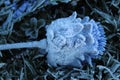 Close-up of a Frozen Thistle