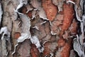 close-up of frozen tree bark textures Royalty Free Stock Photo