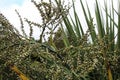 Close up of the berries of an Astelia nervosa plant in Seattle, Washington