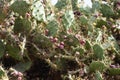 Fruit bearing prickly pear cactus Royalty Free Stock Photo