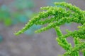 Rumex crispus Royalty Free Stock Photo