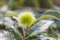 Close up of Fruit of chestnut on green tree