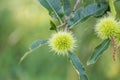 Close up of Fruit of chestnut on green tree