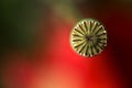 Close-Up of Fruit of Corn Poppy Royalty Free Stock Photo