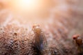 Close-up Fruit fly