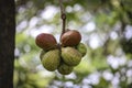 Close-up of the fruit of the java olive tree