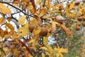 Close up of a fruit of Mespilus germanica, also named common medlar on a tree Royalty Free Stock Photo