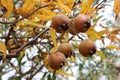 Close up of a fruit of Mespilus germanica, also named common medlar on a tree Royalty Free Stock Photo