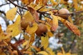 Close up of a fruit of Mespilus germanica, also named common medlar on a tree Royalty Free Stock Photo