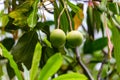 Close up fruit of Ochroma pyramidale or Balsa tree on branch