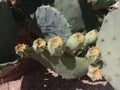 close up fruit ,plate like stems or leaves and spines of Opuntia the prickly pear cactus Royalty Free Stock Photo