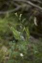 Close up fruit of Scandix pecten-veneris plant