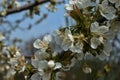 Close-up of fruit tree blossom in the garden under