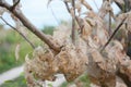 Fruit tree branch defoliate by tent caterpillars in the garden