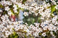Close up of fruit tree branches covered in flowers during spring time, California; selective focus on one of the branches; copy Royalty Free Stock Photo