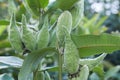 Close-up on the fruits follicles aka pods of the common milkweed.