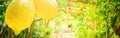 Lemon garden of Sorrento Royalty Free Stock Photo