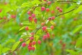 Midget Crabapple fruits Royalty Free Stock Photo