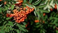 Close up of fruits of rowanberries Royalty Free Stock Photo
