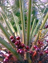 Close up on the fruits and stipe of palm tree Trachycarpus Royalty Free Stock Photo