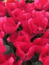 Close-up of fuchsia Dutch tulips in full bloom