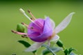 Fuchsia deltas Sarah Royalty Free Stock Photo