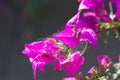 Close-up of the fuchsia flowers of a Bougainvillea Royalty Free Stock Photo