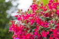 Close up of fuchsia flowers (Onagraceae Salvia Splendens) Royalty Free Stock Photo