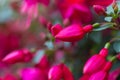 Close up of fuchsia flowers (Onagraceae Salvia Splendens) Royalty Free Stock Photo