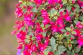 Close up of fuchsia flowers (Onagraceae Salvia Splendens) Royalty Free Stock Photo