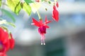 Fuchsia hybrids flower Lady`s Eardropsblooming in garden background