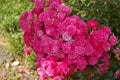 Close up of large fuchsia rose bush