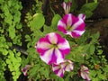 Close up of fuchsia and white flowers in natural green garden. Background of bright petunia flowers Royalty Free Stock Photo