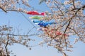 beautiful pink cherry blossoms flowers ( sakura ) in springtime sunny day with blue sky Royalty Free Stock Photo